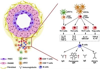 Autoimmunity in Pulmonary Arterial Hypertension: Evidence for Local Immunoglobulin Production